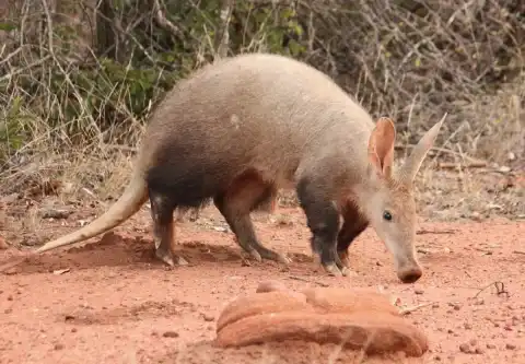 The Aardvark's Digging Skills: Lessons for Adult Industry's Rapid Adaptation