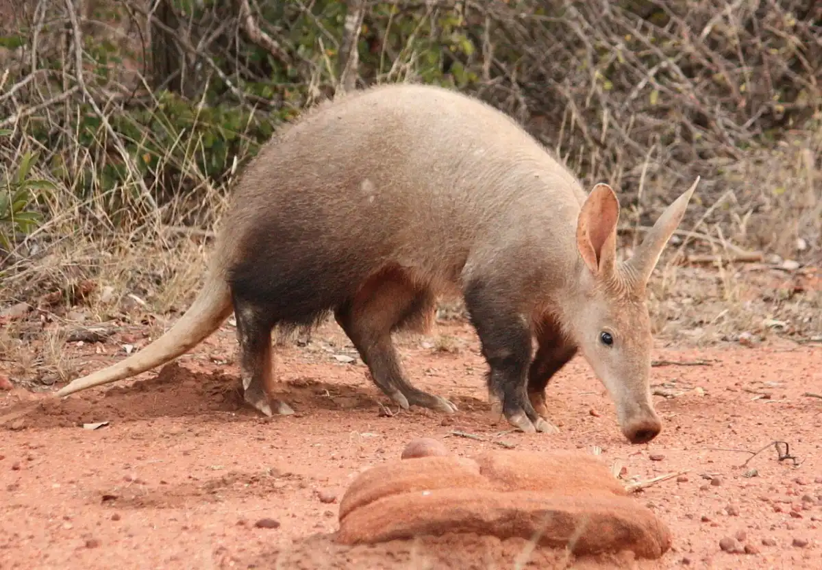 The Aardvark's Digging Skills: Lessons for Adult Industry's Rapid Adaptation